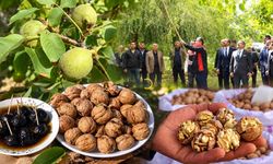 Bitlis Valisi Karakaya, Adilcevaz'da ceviz hasadına katıldı