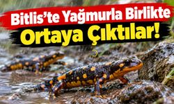 Bitlis’te Yağmurla Birlikte Ortaya Çıktılar!