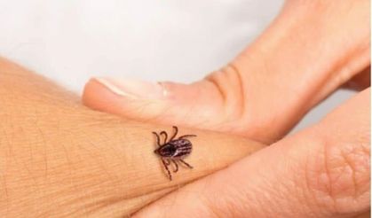 Kene Isırıkları Can Almaya Devam Ediyor: Son Bir Ayda 5 Kişi Hayatını Kaybetti