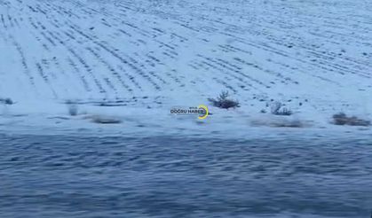 Adilcevaz’da Domuz Sürüsü Kamerada