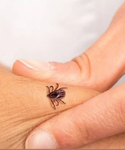 Kene Isırıkları Can Almaya Devam Ediyor: Son Bir Ayda 5 Kişi Hayatını Kaybetti