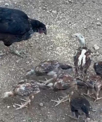 Bitlis’te İtfaiyeden “Tavuk Operasyonu”