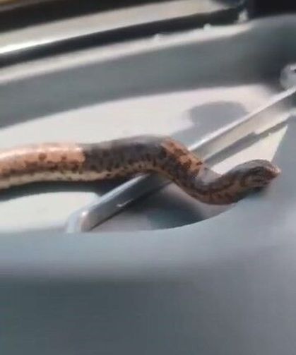 Elazığ'da Kum Boa Yılanıyla Traktörde İlginç Yolculuk