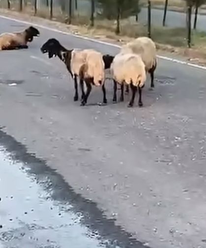 Siirt'te 32 Küçükbaş Hayvanın Şüpheli Ölümü İnceleniyor