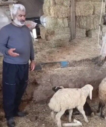 Kurtlar 45 hayvanı Yok etti