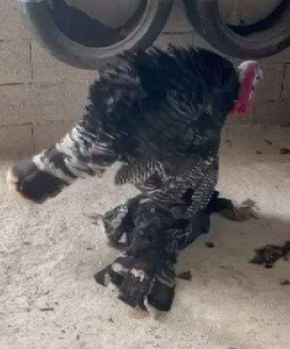 Gaziantep’te Erkek Hindinin Duygulandıran Çabası
