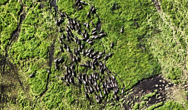 Bitlis'te manda sürüsünden belgesellik görüntüler