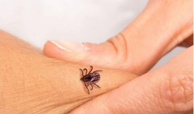 Kene Isırıkları Can Almaya Devam Ediyor: Son Bir Ayda 5 Kişi Hayatını Kaybetti