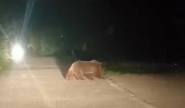 Ayı Ailesinin Yoldan Geçişi Kameralara Yansıdı