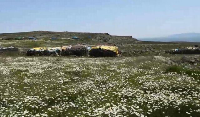 Kars'ta Yaylalar İmece Usulü Hazırlanıyor