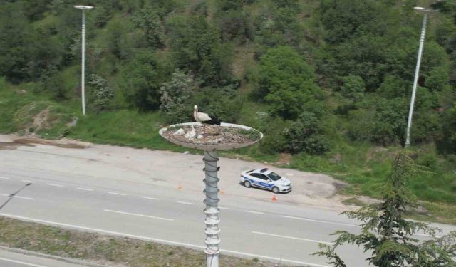 Leylekler yumurtadan çıktı