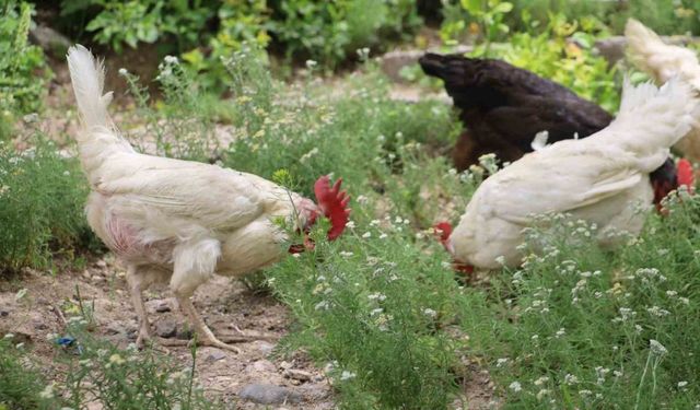 Tavuklarla Keneye Karşı Mücadele Ediyorlar