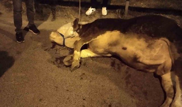 Ümraniye’de kamyonetten yola atlayan kurbanlık dananın ayağı kırıldı