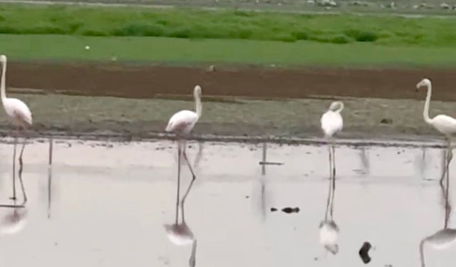 Yıllar Sonra Diyarbakır'a Flamingo Misafir Oldu