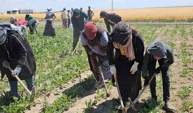 Kavurucu Sıcakta Ekmek Mücadelesi