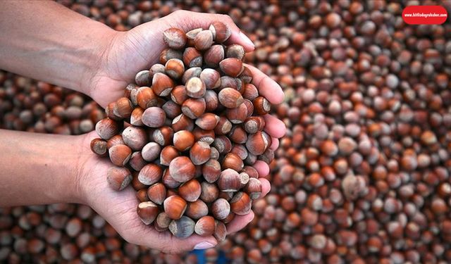 2 Ağustos 2025 Cumartesi fındık fiyatları! Fındık fiyatları ne kadar?