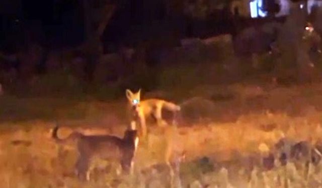 Kedi İle Tilkilerin Oyunu Kamerada