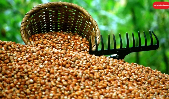 2025 Fındık fiyatlarında son durum! TMO fındık fiyatlarını açıkladı mı?
