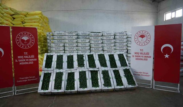 Muş’ta 619 Çiftçiye 586 Bin Fide Desteği