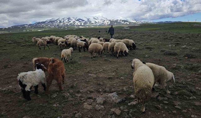 Sütey Yaylası’nda Göç Başladı