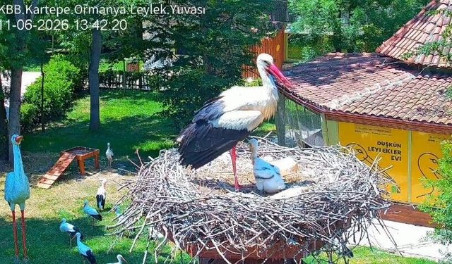 Bulut Ve Pişmaniye’nin Yuva Sevinci