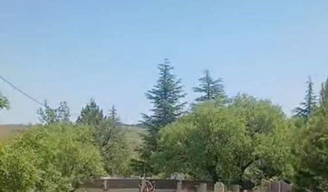 Dağ Keçileri Harput'ta Görüntülendi