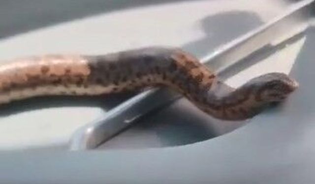 Elazığ'da Kum Boa Yılanıyla Traktörde İlginç Yolculuk