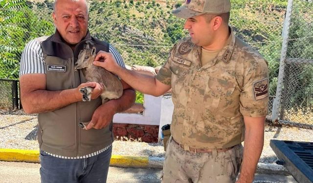 Erzincan’da Bulunan Yeni Doğmuş Dağ Keçisi Yavrusu Koruma Altına Alındı