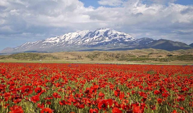 Gelincikler Süphan'ın Eteklerini Renklendirdi