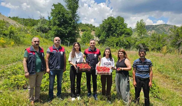 Kadın Üreticilerden Çilek Hamlesi