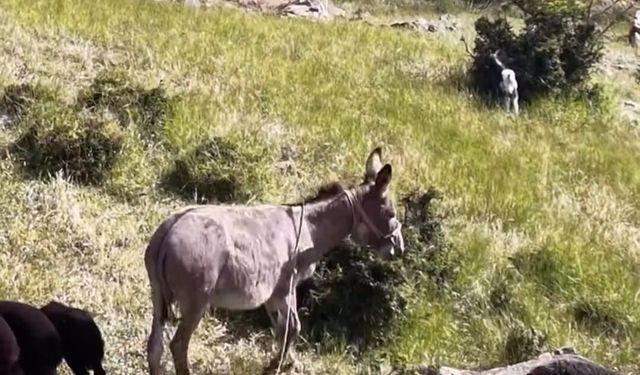 Kayıp Eşek Dronla Bulundu