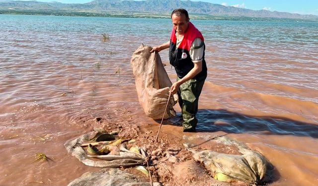Keban Barajı'nda 700 Kiloluk Sazan Kurtarıldı  Elazığ'da İl Tarım ve Orman Müdürlüğü ekipleri tarafından Keban Baraj Göl