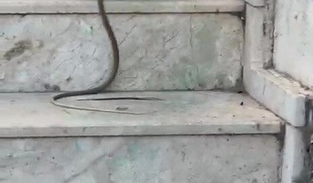 Kedinin Yılanla Oyunu Kamerada