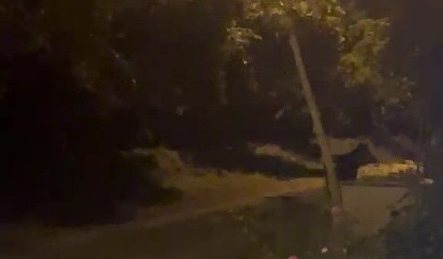 Köye İnen Ayı Panik Yarattı, Eşinin Uyarılarına Aldırmadı