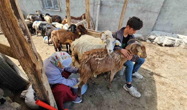 Sütey Yaylası'nda Yaz Mesaisi Başladı