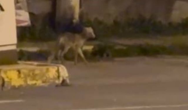Tilki Gece Yarısı Şehir Merkezinde Görüntülendi