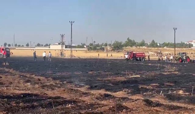 Viranşehir'de Buğday Tarlası Küle Döndü