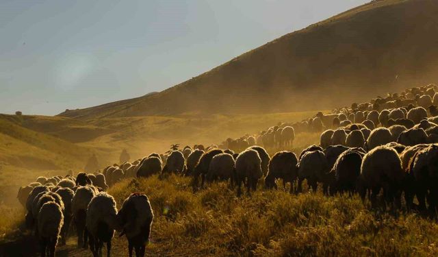 Yayla Göçünde Kartpostallık Manzaralar