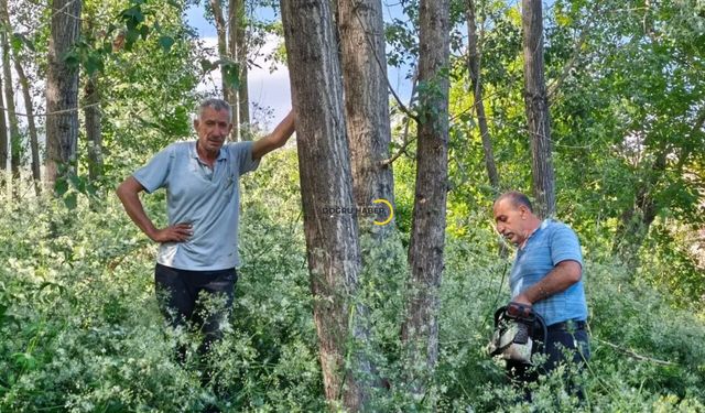 Güroymak'ta Polenle Mücadele Kapsamında Kavak Ağaçları Kesiliyor