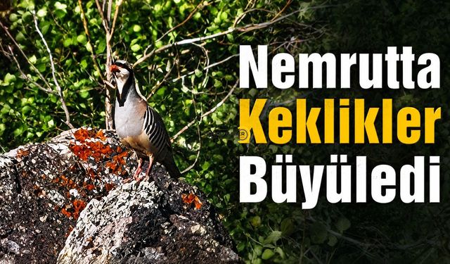 Nemrut Kalderası’nda Kekliklerin Büyüleyen Görüntüsü