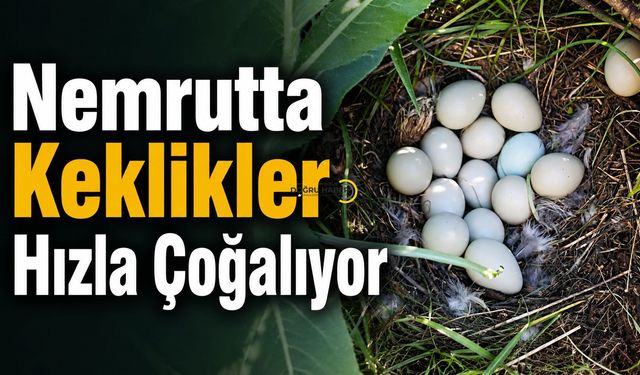 Nemrut Kalderası’nda Yeni Yaşamın Habercisi: 14 Keklik Yumurtası Görüntülendi