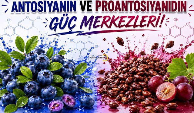 Mavi ve Morun Gücü: Gözlerden Hücrelere Uzanan Doğal Koruma Kalkanı!