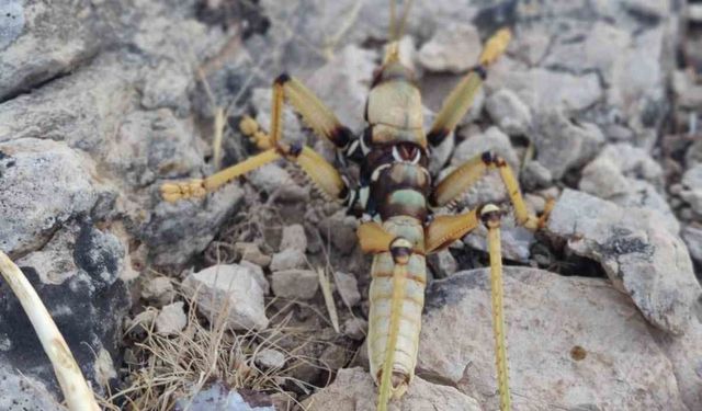 Adıyaman'da Dev Çekirge Şaşırttı