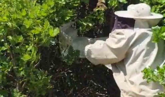 Binlerce Arı Meşe Ağacında Oğul Verdi