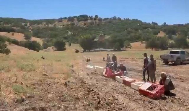 Elazığ'da Keneyle Mücadele İçin 300 Keklik Doğaya Salındı