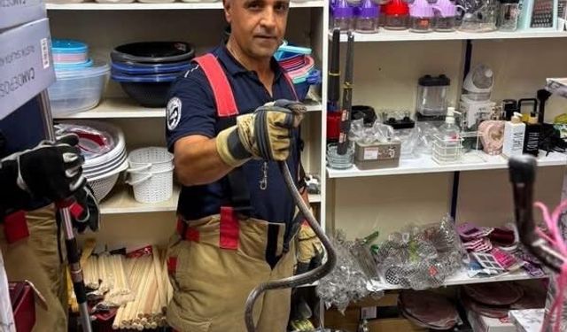Hatay'da Yerleşim Yerlerine Giren Yılanlar Kurtarıldı