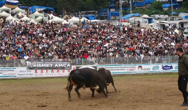 Kafkasör'de Boğalar Şampiyonluk İçin Arenaya Çıktı