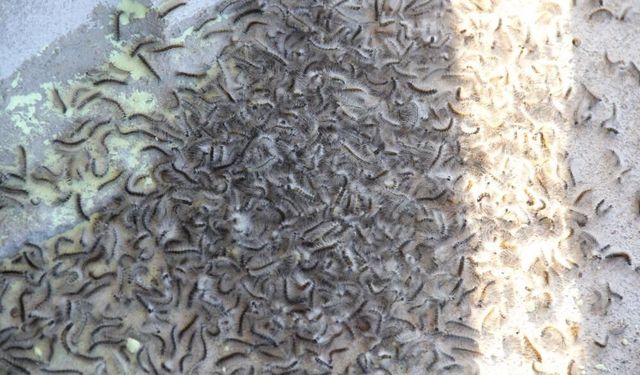 Karadeniz'de Zararlı Alarmı