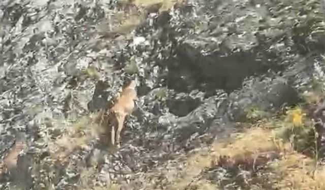 Karayolunda Sürpriz Görüntü: Yaban Keçileri Yola İndi