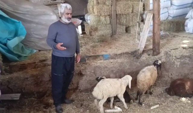 Kurtlar 45 hayvanı Yok etti